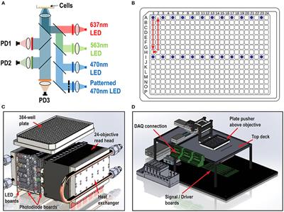 Highly Parallelized, Multicolor Optogenetic Recordings of Cellular Activity for Therapeutic Discovery Applications in Ion Channels and Disease-Associated Excitable Cells